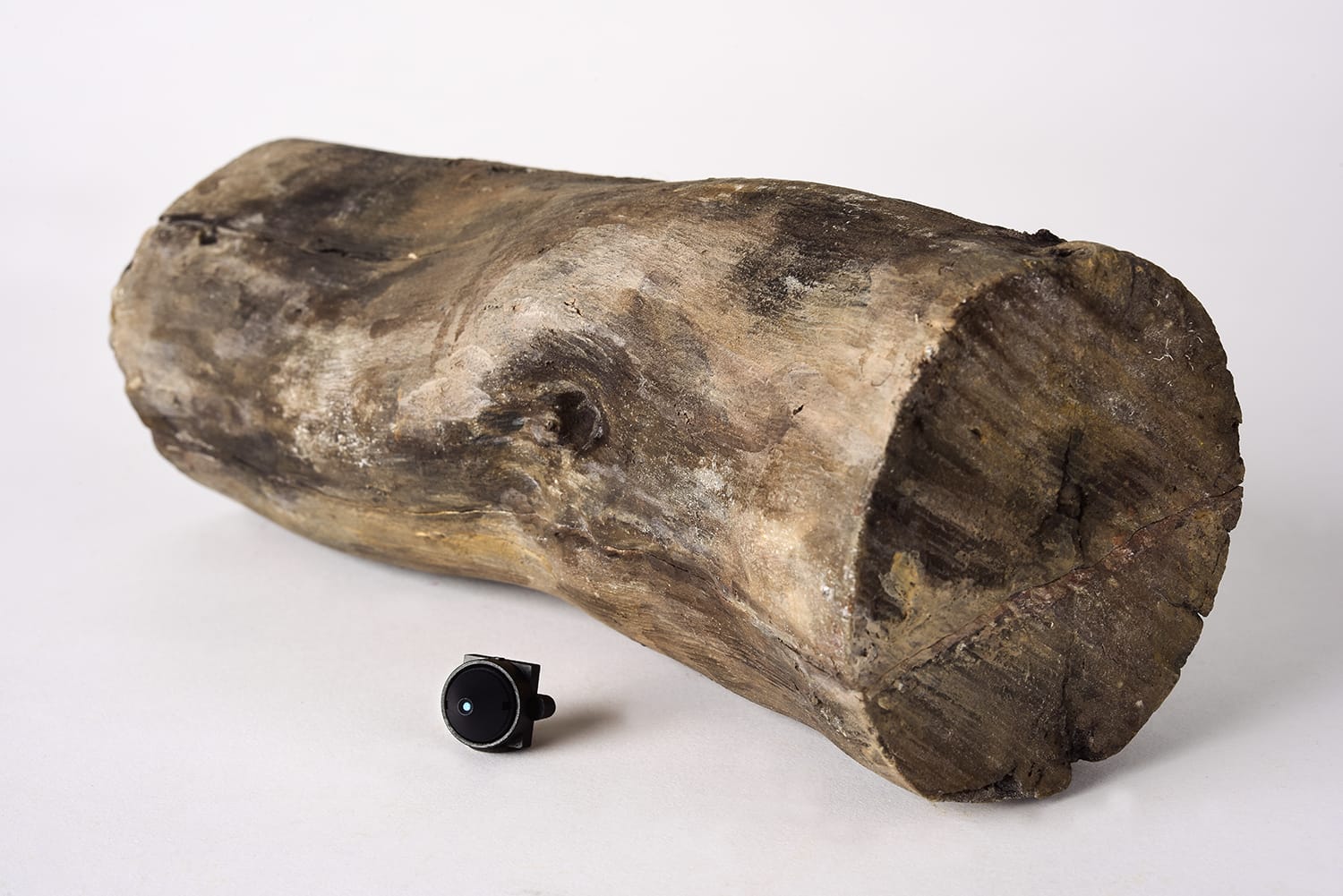 מצלמה נסתרת בבול עץ